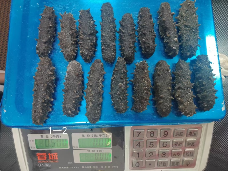 【精品零售】霞浦拉缸盐海参/自产自销价格实惠/福建海参