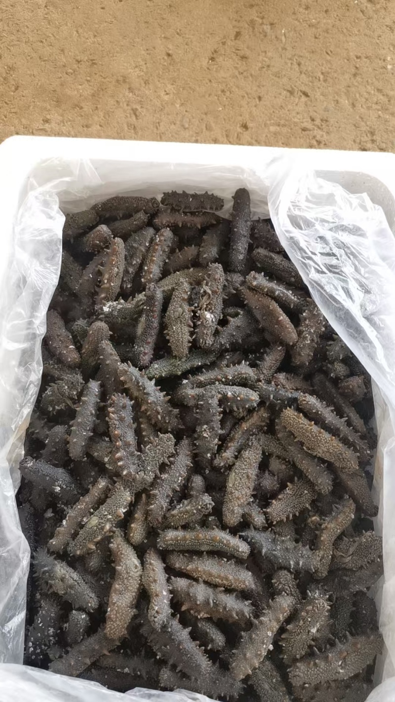 【精品零售】霞浦拉缸盐海参/自产自销价格实惠/福建海参