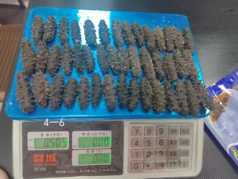 【精品零售】霞浦拉缸盐海参/自产自销价格实惠/福建海参
