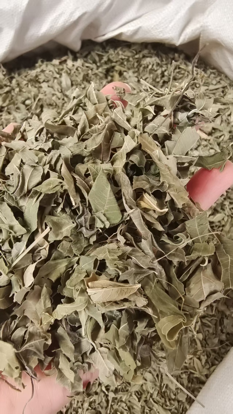 罗布麻叶草药干货2斤包邮量大优惠
