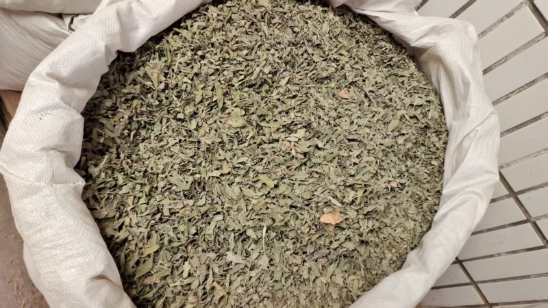 罗布麻叶草药干货2斤包邮量大优惠