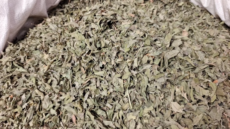 罗布麻叶草药干货2斤包邮量大优惠