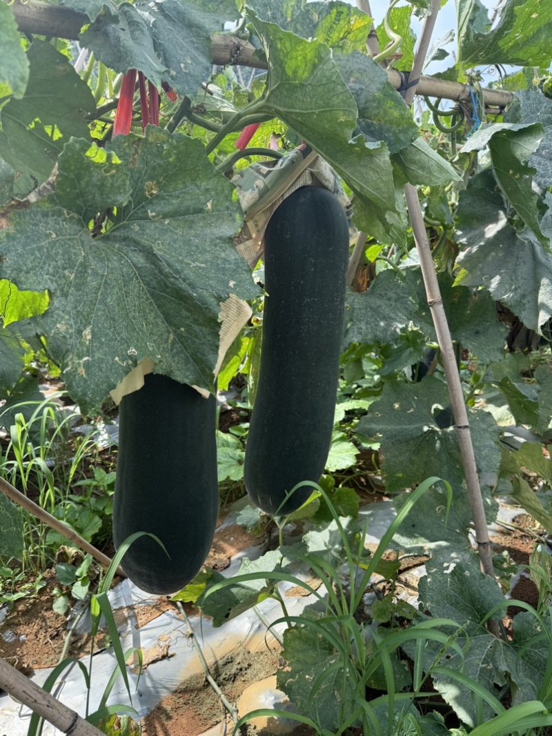 冬瓜吊瓜