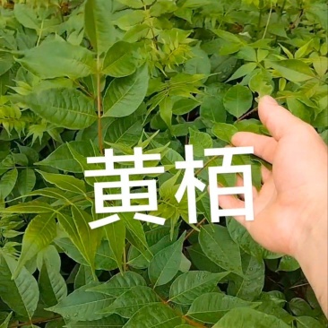 黄栢苗