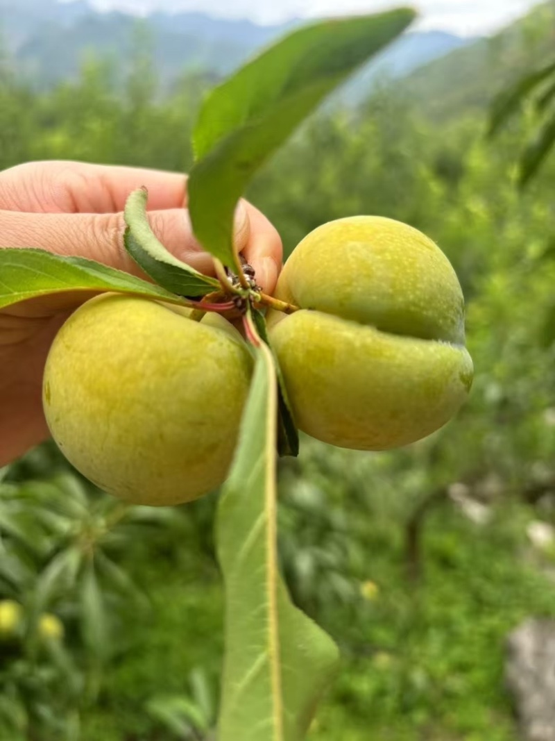贵州蜂糖李