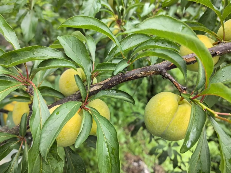 贵州蜂糖李