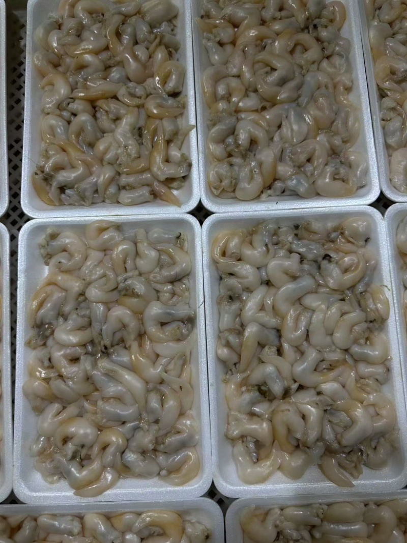 辽宁东港生开鲜冻去沙去脏刺参级黄鸟贝肉（无水无冰衣）