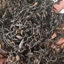 海藻选货小粒中药材干货2斤包邮量大优惠