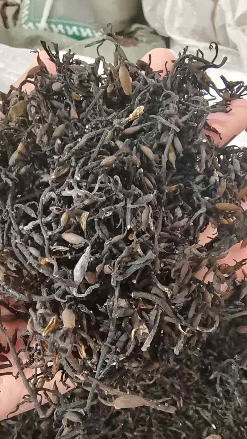 海藻选货小粒中药材干货2斤包邮量大优惠