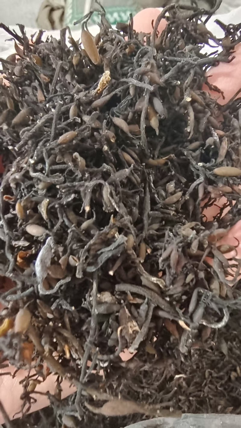海藻选货小粒中药材干货2斤包邮量大优惠