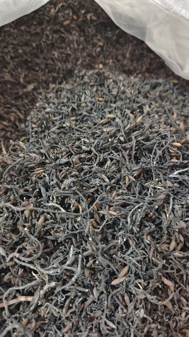 海藻选货小粒中药材干货2斤包邮量大优惠