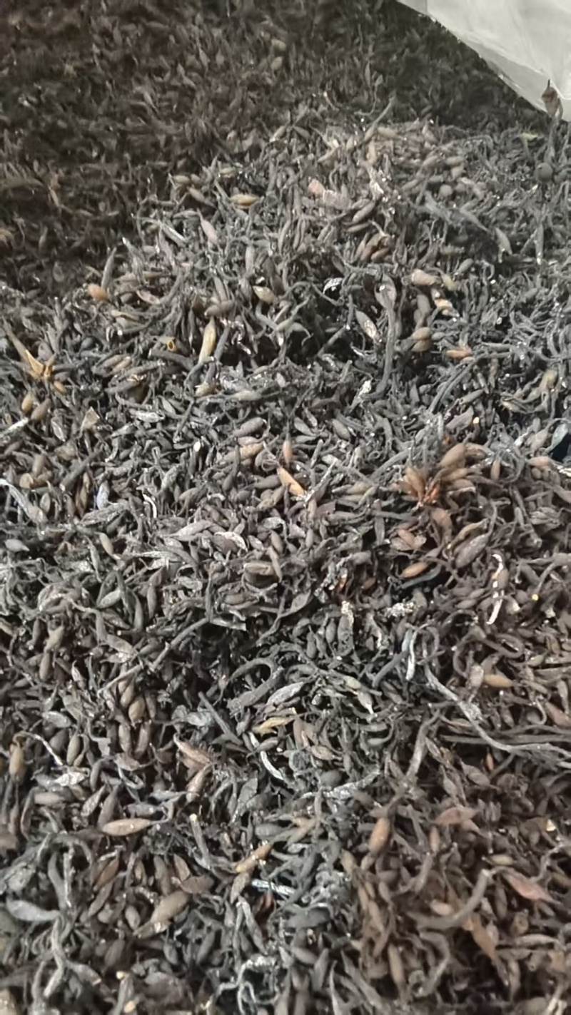 海藻选货小粒中药材干货2斤包邮量大优惠