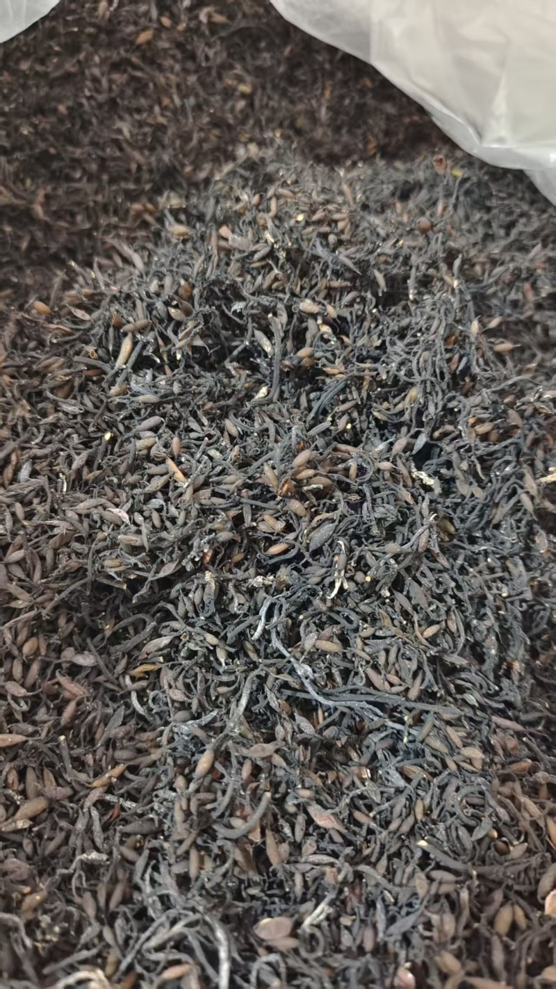 海藻选货小粒中药材干货2斤包邮量大优惠