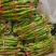 精品螺丝椒大量有货