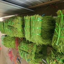 精品山东青条豆角基地直供质量保证货源充足量大优惠