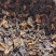 昆布中药材干货2斤包邮量大优惠