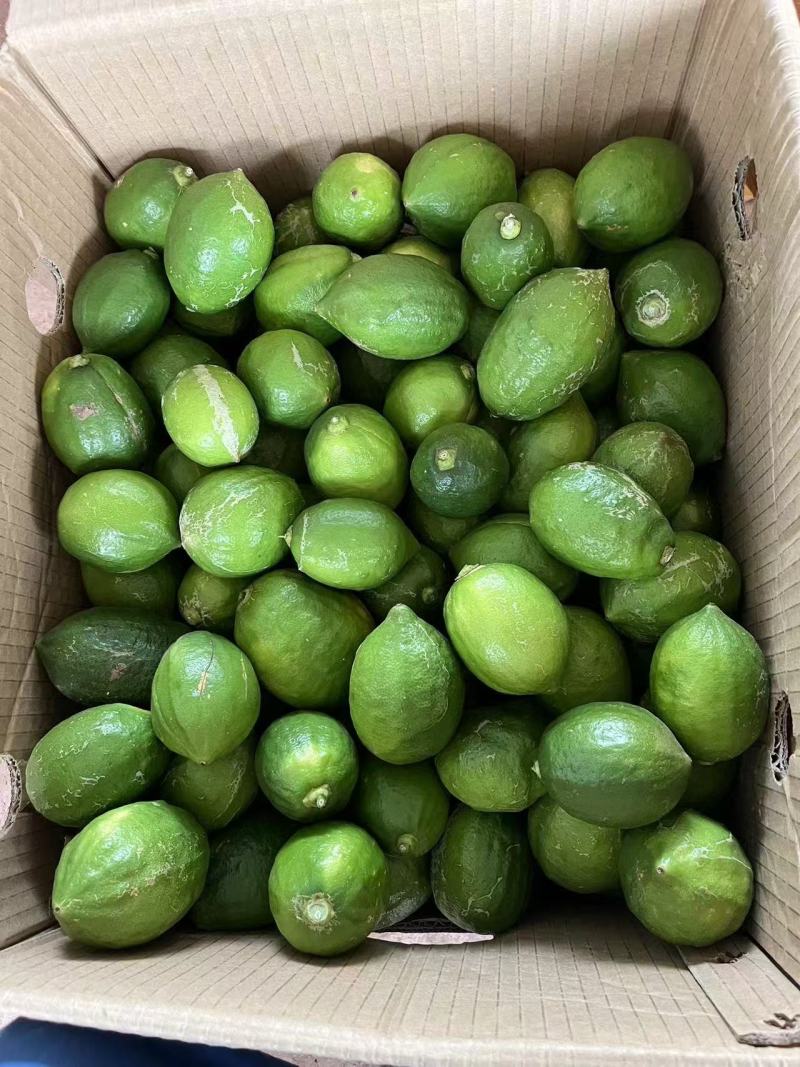 香水柠檬，广西果地直发，大量有货
