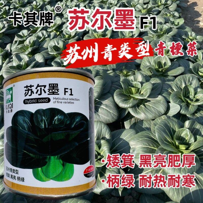 苏尔墨杂交青梗菜种子矮箕黑亮苏州青种子柄绿肥厚耐寒耐热