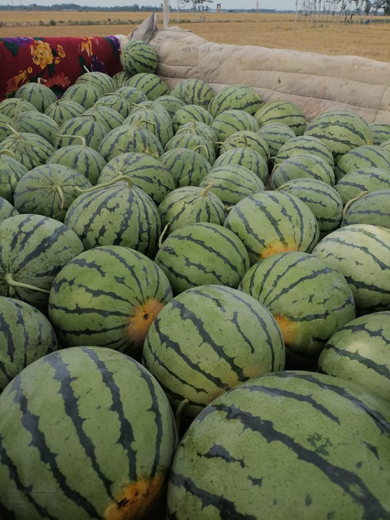 沧州吴桥美都469口感脆爽，薄皮多汁，糖度可达13-14