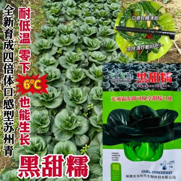 黑甜糯青菜种子好吃四倍体苏州青种籽黑叶菜秋季高产耐寒
