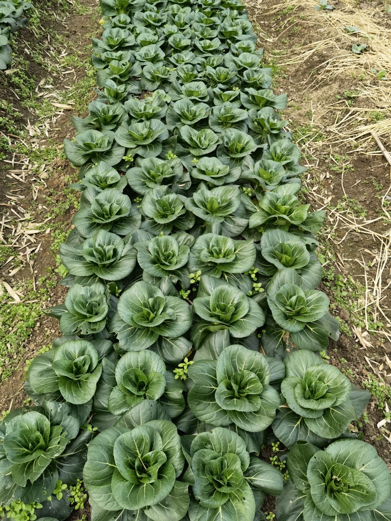 黑甜糯青菜种子好吃四倍体苏州青种籽黑叶菜秋季高产耐寒