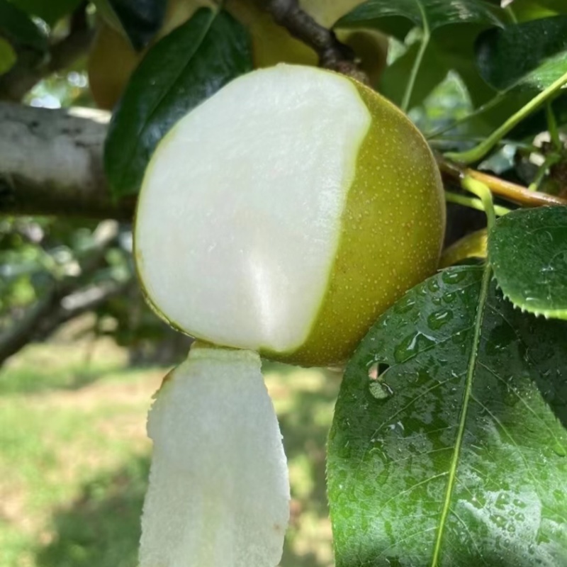翠冠梨湖北翠冠梨皮薄多汁基地直供品质保证欢迎咨询