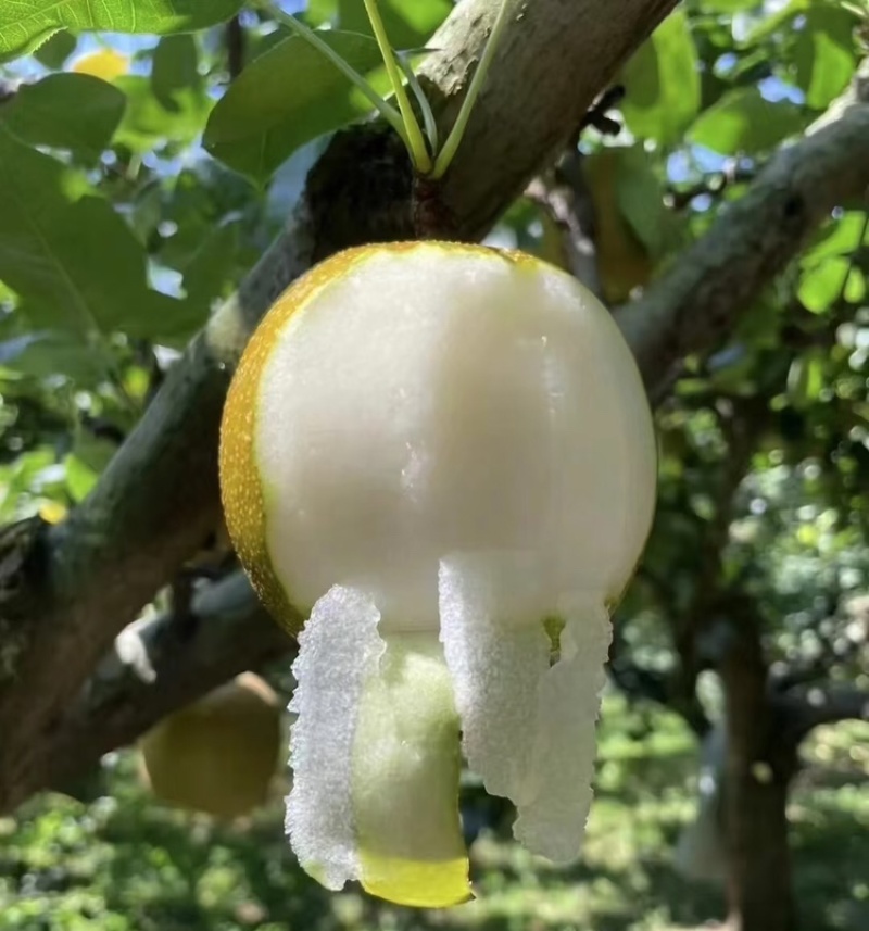 翠冠梨湖北翠冠梨皮薄多汁基地直供品质保证欢迎咨询