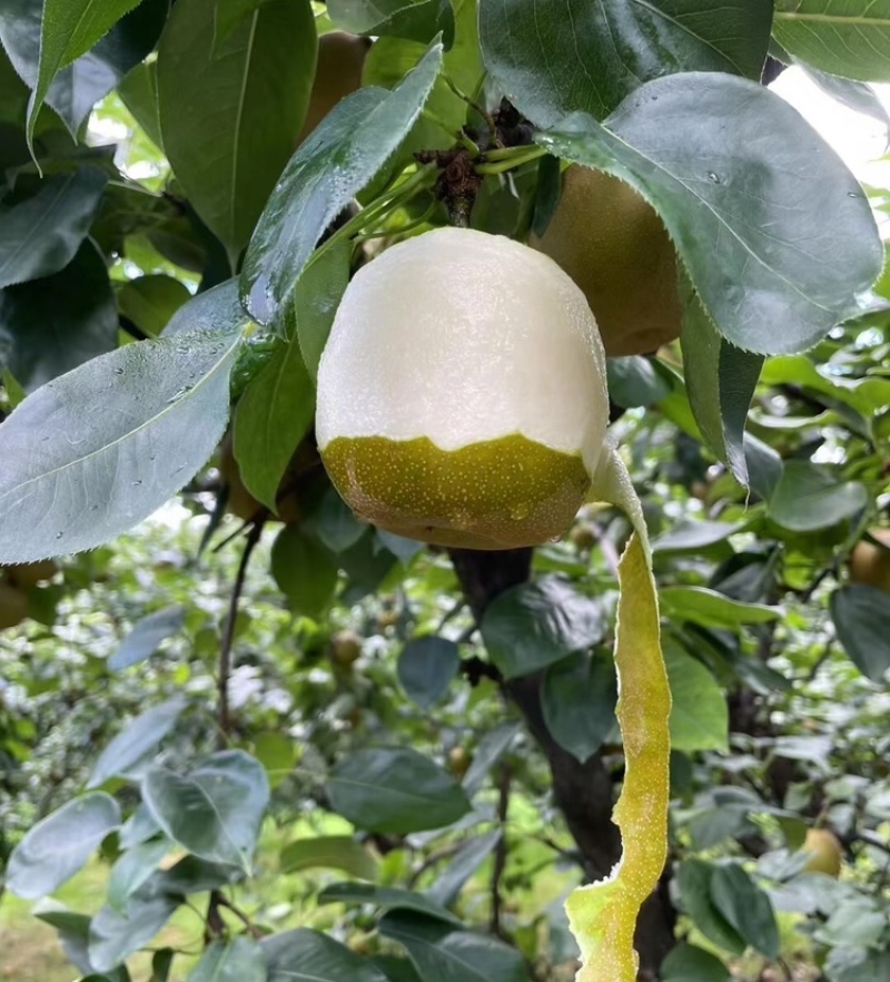 翠冠梨湖北翠冠梨皮薄多汁基地直供品质保证欢迎咨询