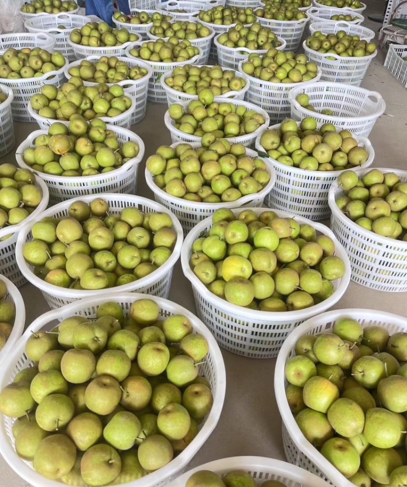 翠冠梨湖北翠冠梨皮薄多汁基地直供品质保证欢迎咨询