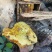 野生土蜂蜜