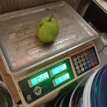 江西省金溪县的翠冠梨