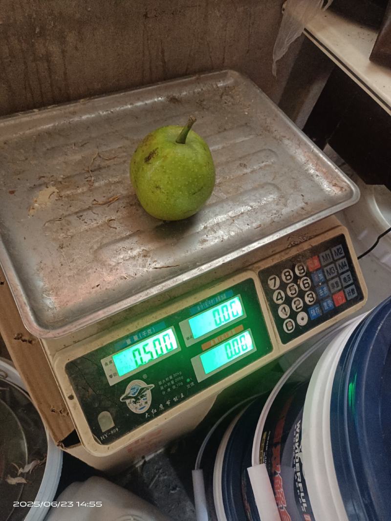 江西省金溪县的翠冠梨