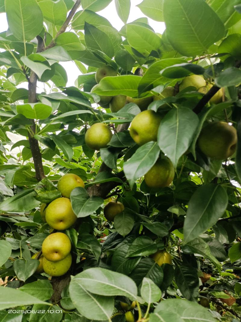 江西省金溪县的翠冠梨