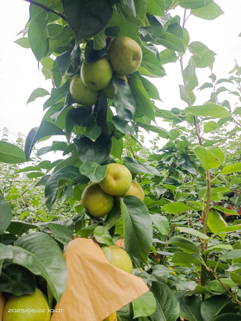 江西省金溪县的翠冠梨
