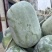 精品冬瓜，又圆又白，个头均匀，价格美丽。