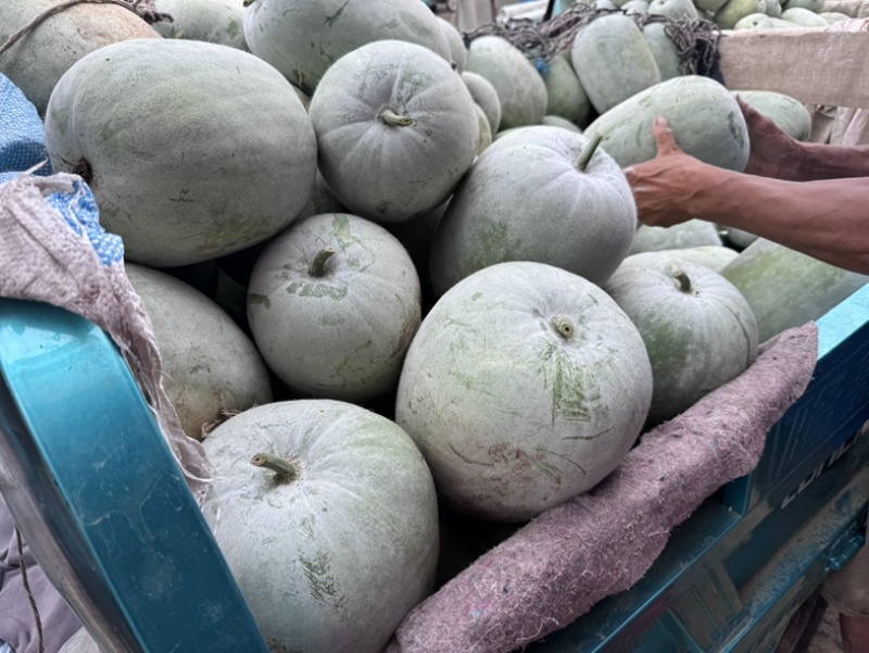 精品冬瓜，又圆又白，个头均匀，价格美丽。