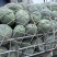 精品冬瓜，又圆又白，个头均匀，价格美丽。