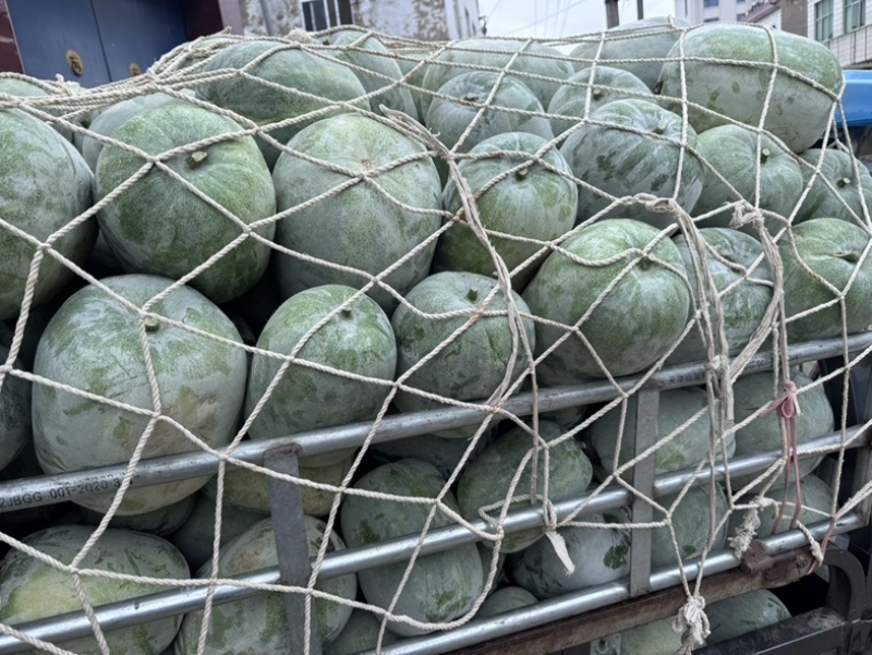 精品冬瓜，又圆又白，个头均匀，价格美丽。
