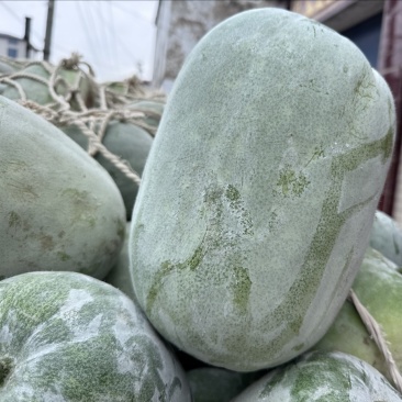 精品冬瓜，又圆又白，个头均匀，价格美丽。