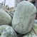 精品冬瓜，又圆又白，个头均匀，价格美丽。