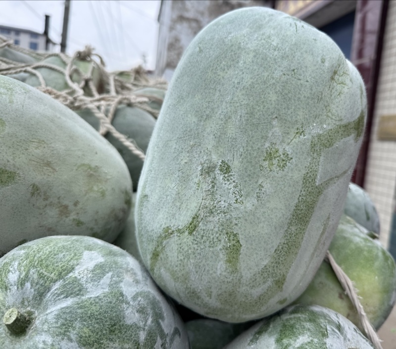精品冬瓜，又圆又白，个头均匀，价格美丽。