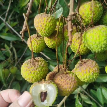 广西灵山糯米糍荔枝核小肉厚够甜大量批发