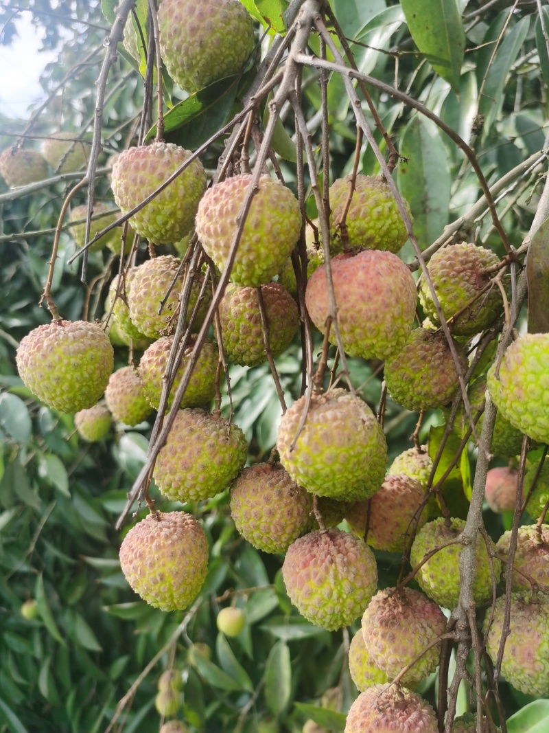 广西灵山糯米糍荔枝核小肉厚够甜大量批发