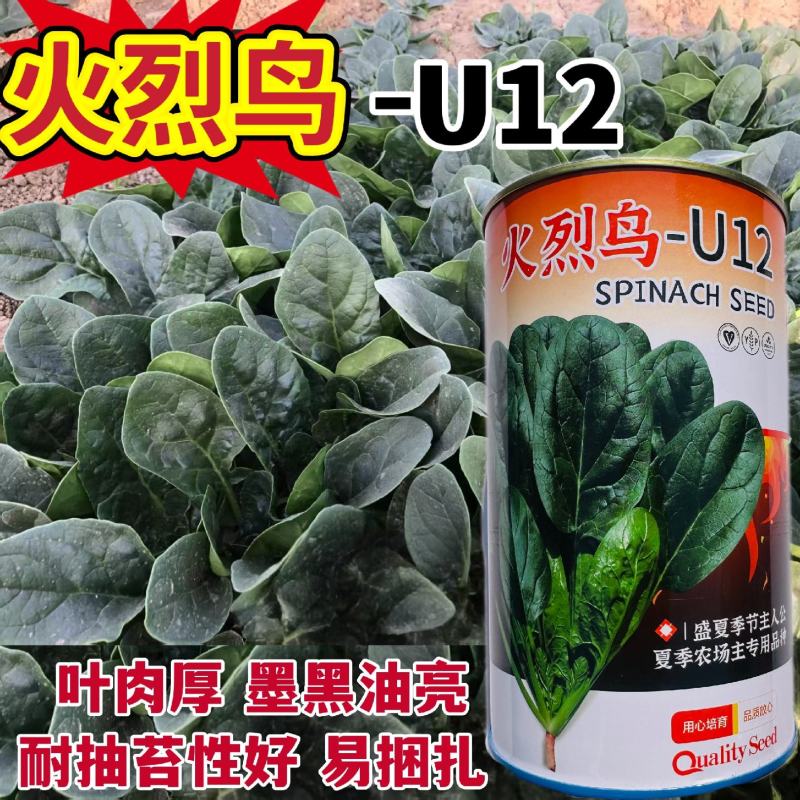 杂交菠菜新品种火烈鸟菠菜种子抗病菠菜种子叶深绿