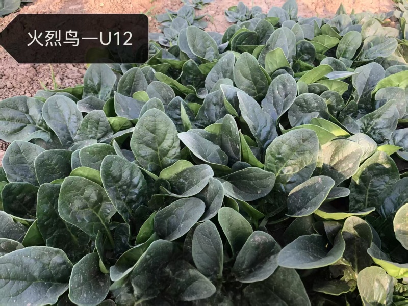 杂交菠菜新品种火烈鸟菠菜种子抗病菠菜种子叶深绿