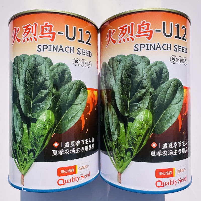 杂交菠菜新品种火烈鸟菠菜种子抗病菠菜种子叶深绿