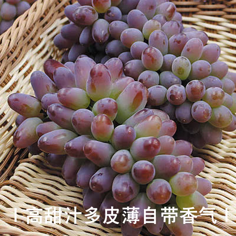 山东平邑精品茉莉香葡萄。颗粒饱满，口感超甜。