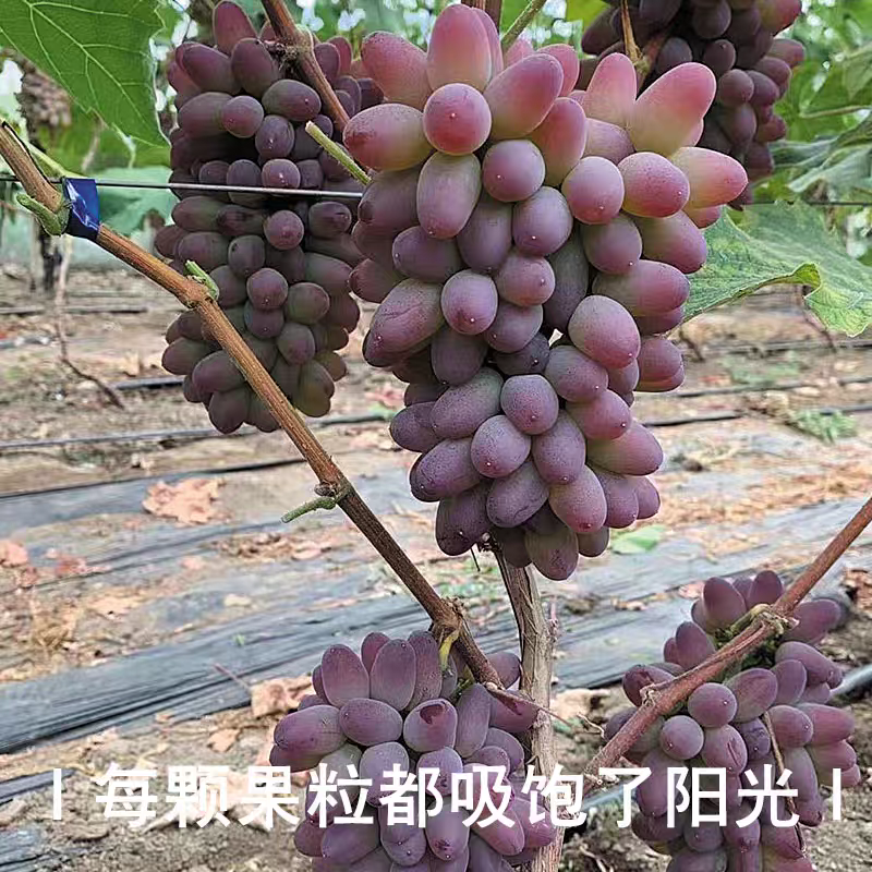 山东平邑精品茉莉香葡萄。颗粒饱满，口感超甜。