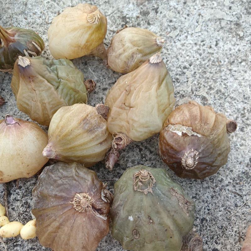 野生山慈菇