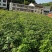 红油香椿苗